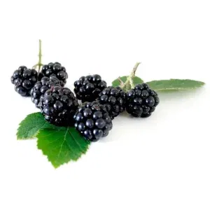 Blackberry Imported Box ~125G